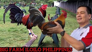 Dennis Walker Gilmore Hatch Yellow Leg 20k Kelso Joe Goode Grey  JUB FARM ILOILO [upl. by Elodea17]