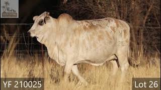 4de PRESTIGE LIMPOPO BORAN VEILING SATERDAG 19 OKTOBER 2024 1100 WARMBAD VEEMARK BELABELA [upl. by Acnoib]