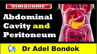 Abdominal Cavity Planes Compartments and Peritoneum Dr Adel Bondok [upl. by Rimidalb265]