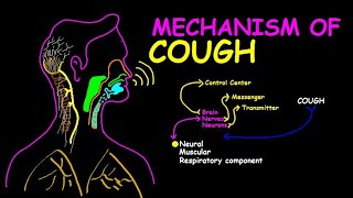 The Physiology of Coughing From Irritation to Reflex [upl. by Terriss]