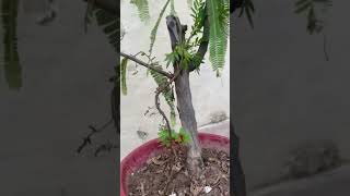 My Beautiful Home Garden  Gooseberry plant  viralvideo plants nature gardening love fruit [upl. by Niltac]