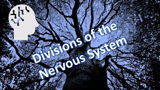 Divisions of the Nervous System [upl. by Bhayani]