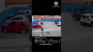 【閃光のハサウェイ】犬が shorts 海外 閃光のハサウェイ おもしろ動画 funny 犬 dog dogs 海外の反応 [upl. by Nospmis]