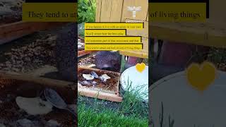 If you happen to live with an apiary in your yard youll notice how [upl. by Aysa]