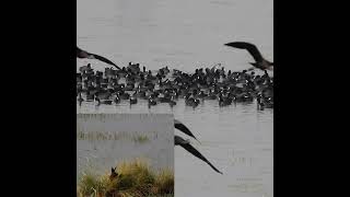 Eurasian Coots and Marsh Harrier from Sampla [upl. by Benis]