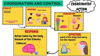 Control and Coordination class 10  Coordinated Action  Biology [upl. by Gilly927]