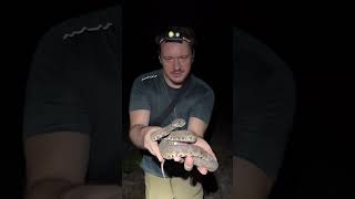 Mangrove pit viper snakes venomous wildlife nature trimeresurus [upl. by Dolly]