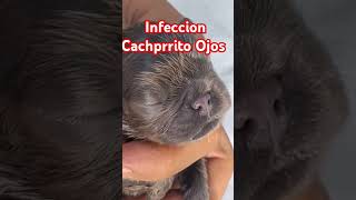 Ojos Inflamados InfeccionOjos CachorrosEnfermos [upl. by Sholley870]