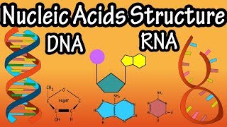 Structure Of Nucleic Acids  Structure Of DNA  Structure Of RNA  DNA Structure And RNA Structure [upl. by Gleda]