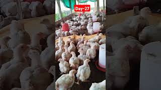 Farming day27poultry chicken shorts poultrylife farming poultryfarming pets poultrylove [upl. by Janaya987]