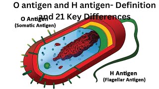 O antigen and H antigen Definition and 21 Key Differences [upl. by Sonia]