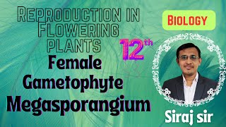 The PistilMegasporangium and Embryo Sac Class 12MegasporogenesisSexual reproduction in plants [upl. by Yessej]