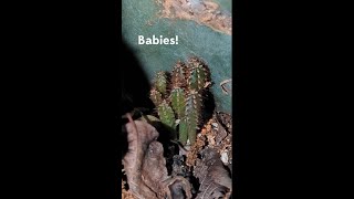 Cereus peruvianus flowers and BABIES [upl. by Dnartreb485]