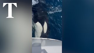 Britons left adrift as orcas attack their boat near Gibraltar [upl. by Ardnuasak908]