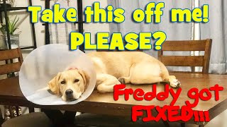 Labrador Puppy Neutering  Freddy Did Great [upl. by Ramoh]