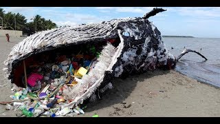 Greenpeace Philippines  Dead Whale [upl. by Assirrac345]