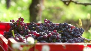 Nervi Cantine  Harvesting day in Gattinara [upl. by Lednahs204]