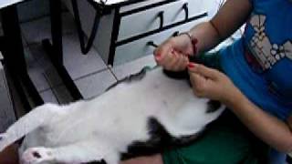 SHANTALA MASSAGEM PARA GATOS  SHANTALA MASSAGE FOR CATS [upl. by Chenee]