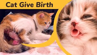 Cat Giving Birth to 5 Kittens With Complete Different Color [upl. by Blalock860]