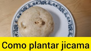 COMO PLANTAR JICAMA EN MACETA [upl. by Alaik]