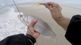 Beach Striped Bass Surf Fly Fishing amp CHICKEN SCRATCH Deceiver [upl. by Slaohcin595]