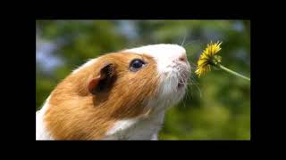 The Guinea Pig Song Joe Pasquale [upl. by Margaret]