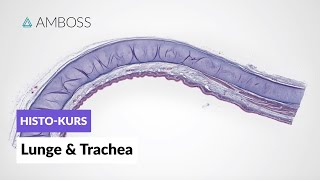 Histologie der Lunge und Trachea  Mikroskopische Anatomie  AMBOSS Video [upl. by Ydoow]