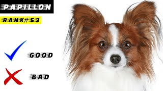 What Its Like to Have a Papillon  Percy the Papillon Dog [upl. by Kralc]