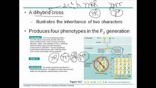 Mendelian genetics 3 [upl. by Ynattirb]