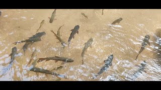 Thailand SORO BROOK CARP Phliu Waterfall Park FIsh Chanthaburi [upl. by Eico]