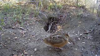 The song of the American woodcock [upl. by Elston]