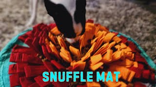 Dog Loves his Snuffle Mat [upl. by Kcirdaed]