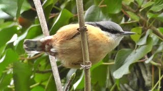 Nuthatch Bird Singing A Most Beautiful Song  Ptice [upl. by Llemej]