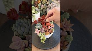 What to do with your succulent cuttings🪴 succulents diysuculentas [upl. by Marena]