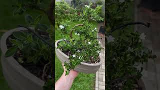 Pré Bonsai de Serissa Foetida Variegata  Caldas Bonsai caldasbonsai bonsai bonsaitree serissa [upl. by Alletniuq160]