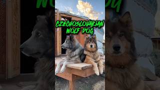 Czechoslovakian Wolf Dog [upl. by Jago312]