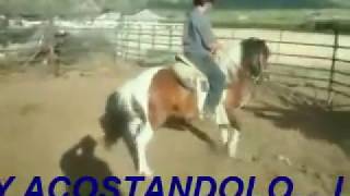 caballo pony bailando y echandose [upl. by Adialeda450]