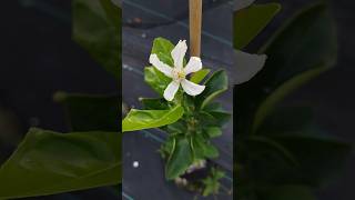 Trifeola Minneola Tangelo x Trifoliate Orange First Year Flower citrus flower hardycitrus [upl. by Albers]