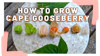 How to grow Cape Gooseberry  Taste test  Perennial fruit  Backyard food forest  Permaculture [upl. by Aiuqenehs416]