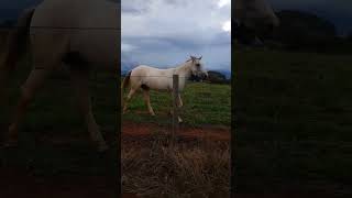 O cavalo querendo apostar corrida comigo [upl. by Stuart702]