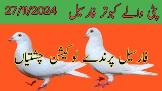 Patti wale kabutar for sale  Nadeem pigeon TV  WhatsApp 03006922452 [upl. by Llenrahc]