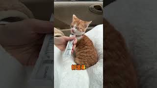 一首《好运来》送给我的小猫，愿我的猫猫以后全是好运！领养代替购买 我和流浪猫的故事 [upl. by Vadnee]