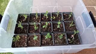 Growing from seed quickly and easily using my mini greenhouse method [upl. by Isidora]