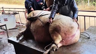 From Pigs To Pork Slaughtering 600 Pounds Of Pigs [upl. by Ayanej]