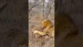 Lion hunting hyenaanimals wildlife foryou fyp [upl. by Ellenrahs673]