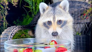 Raccoon Eating Fruit amp Ice [upl. by Almena411]