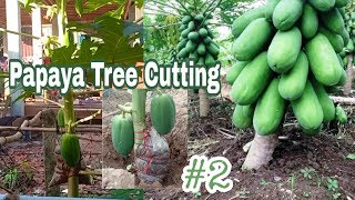 2 Papaya PapayaTreeCutting Fruits [upl. by Adnaloj]