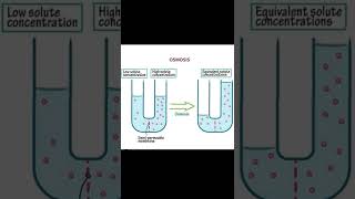 What is Osmosis   scienceshorts  shorts [upl. by Tri511]