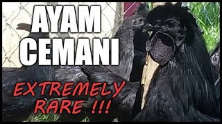 Ayam Cemani  Raising Rare Backyard Chickens [upl. by Reiner]