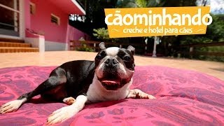 Cãominhando  Creche e Hotel para cães em São Paulo [upl. by Leann968]